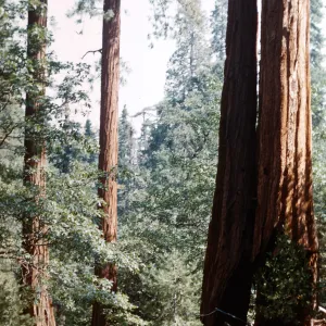 Santa Barbara Botanic Garden trip, Sequoia National Park, 1961