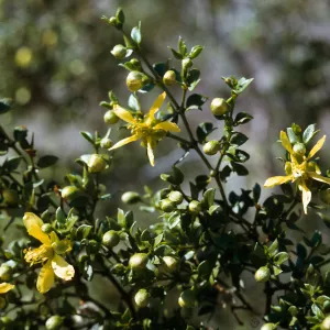 Larrea tridentata, Hwy 78, Anza Borrego State Park, 900 ft.