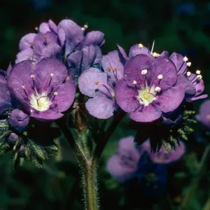 Phacelia ciliata, Carrizo Plains, San Luis Obispo County