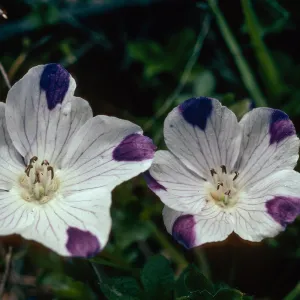 Nemophila maculata, Fivespot, Chinese Camp, Sierra foothills