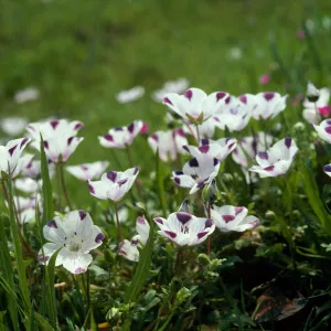 Nemophila maculata, Fivespot, Chinese Camp, Sierra foothills
