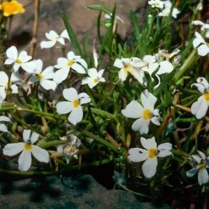 Downingia, Lava Plateau, N of Oroville, Butte County
