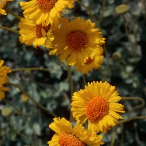 Encelia virginiensis