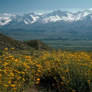 Sierra Nevada Crest, from Westgard Pass Road, Inyo National Forest