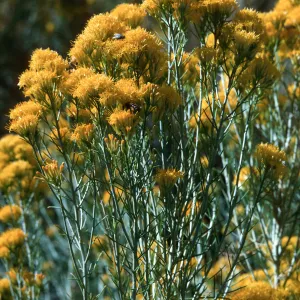 Chrysothamnus, near Bishop