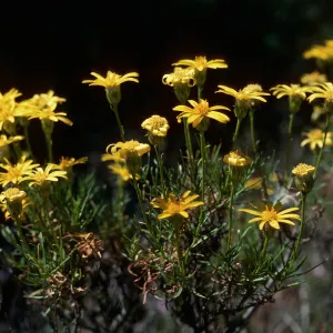 Ericameria linearifolia, Haplopappus linerifolius, Piute Mountains, Kern County