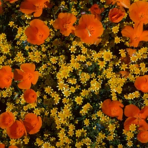 Eschscholzia californica, Antelope Valley