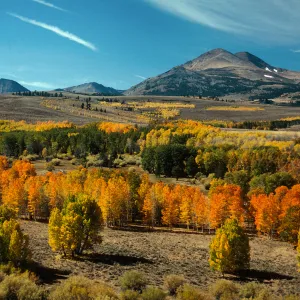 Aspen clones at Conway Summit, between Mono Lake and Bridgeport, Mono County
