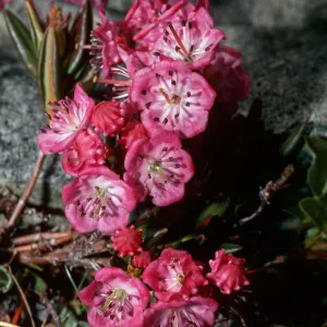 Kalmia polifolia, Rock Creek, Little Lakes Valley, Inyo County
