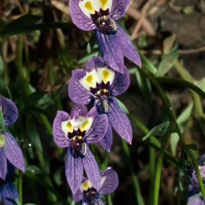 Downingia, Pixley Pools, Tulare County