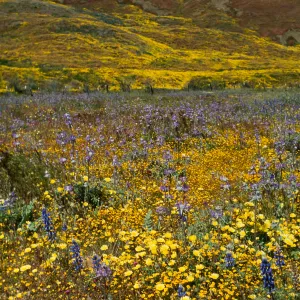 Cottonwood Canyon, Cuyama