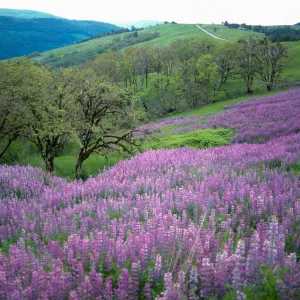 Oregon Oak (Quercus garryana), Lupine, Bald Hills Road, Redwood National Park, Humboldt and Del Norte Counties