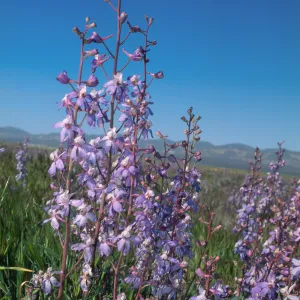 Delphinium recurvatum, Carrizo Plain, San Luis Obispo County, April, 1995