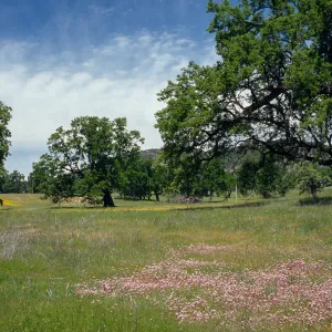 Quercus lobata, Nacimiento Road, Hunter-Liggett, Monterey County