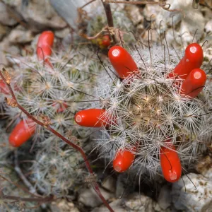 Cactus, Joshua Tree National Park