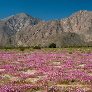 Abronia villosa, Borrego Valley, San Diego County