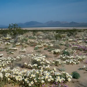 Oenothera deltoides, E of Twentynine Palms