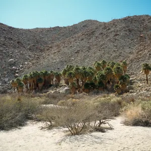 Palm Bowl Grove, Mountain Palm Springs, Anza-Borrego Desert State Park