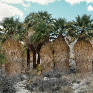 Mary's Grove, Mountain Palm Springs, Anza-Borrego Desert State Park