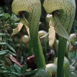 Darlingtonia californica