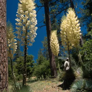 Yucca whipplei ssp. parishii, Charlton Flat, San Gabriel Mountains