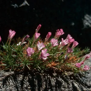 Leptodactylon pungens, West slopes, 10,800 ft.