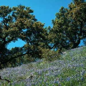 Quercus agrifolia (Coastal Live Oak) woodland, Prewitt Creek, coastal Monterey County