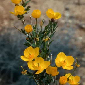 Dendromecon rigida, Hanging Valley, Monterey County