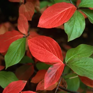 Cornus nuttallii, Yosemite Valey