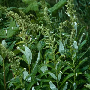 Artemisia suksdorfii, Northern Oregon coast