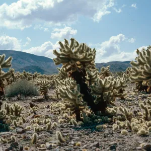 Opuntia bigelovii, Cholla Cactus Garden, Joshua Tree National Park, Riverside County