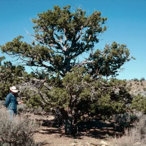 Juniperus osteosperma, Mid Hills, E. Mojave, 5100 ft., San Bernardino County