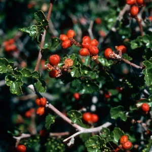 Rhus trilobata, Pinyon Flat, Riverside County