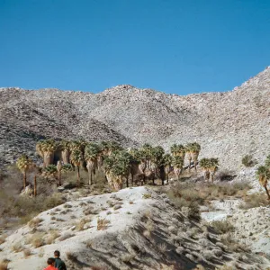 Washingtonia, Mountain Palm Springs, Riverside County
