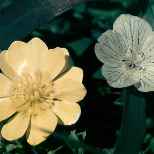 Ranunculus californicus, Nemophila menziesii var. atomaria, Bodega Highlands, Sonoma County
