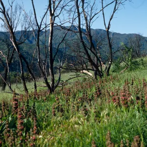 Second year burn with Salvia spathacea (California Hummingbird Sage), Arroyo Seco Road, Monterey County
