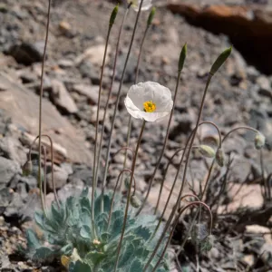 Arctomecon merriami, Death Valley 2, Inyo County