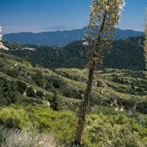 Angeles Crest Highway, San Gabriel Mountains