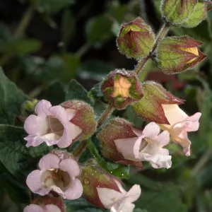 Lepechinia calycina, Santa Ynez Mountains