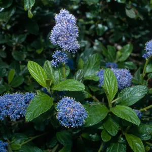 Ceanothus thyrisiflorus, Point Lobos, Monterey County