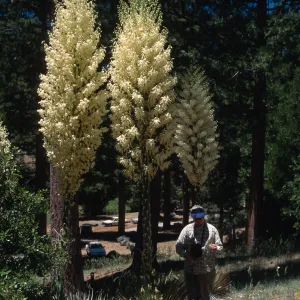 Yucca whipplei ssp. parishii, Nancy Vivrette, Charlton Flat, San Gabriel Mountains, Los Angeles County