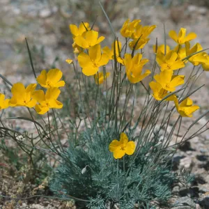Eschscholzia glyptosperma, Lanfair Valley, Mojave Desert, San Bernardino County, April, 2005