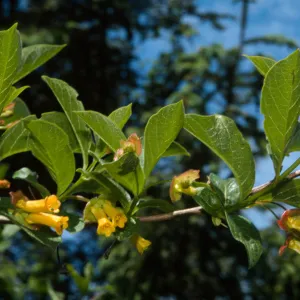 Lonicera invollucrata, Twinberry, Patricks Point, Humboldt-Del Norte, Humboldt County, May