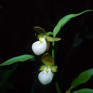 Cyprideum californicum, Smith River National Recreation Area, Myrtle Creek Botanic area, Humboldt-Del Norte, Del Norte County, May