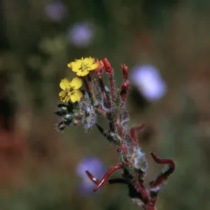 Oenothera micrantha, top flat of burn, 1600 ft., Cowan Creek, Humboldt County