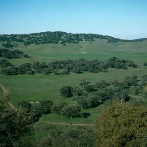 Quercus engelmannii, Santa Ysabel, San Diego County
