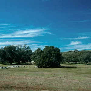 Quercus engelmannii, Santa Ysabel, San Diego County