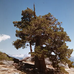 Juniperus occidentalis, Yosemite Point, Yosemite Natioanl Park