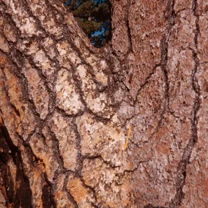 Pinus ponderosa (left) - Pinus jeffreyi (right) natural graft
