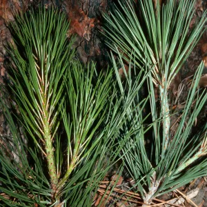 Pinus ponderosa (left) - Pinus jeffreyi (right)